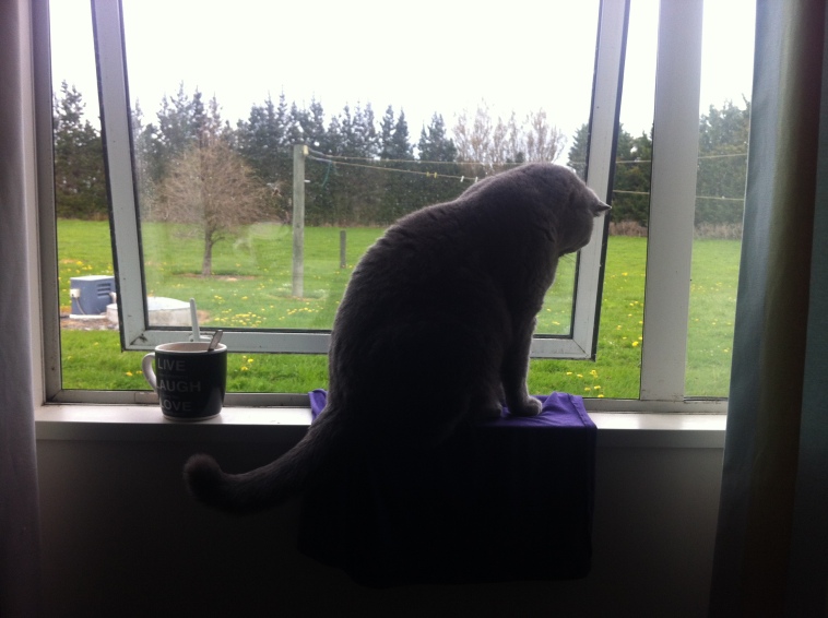 Katze in der Fensterbank